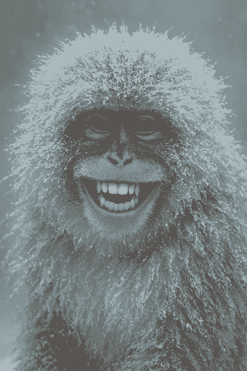 Monkey Frost (Brass Monkey #8 x Northern Lights #5) 20 Regular Seeds