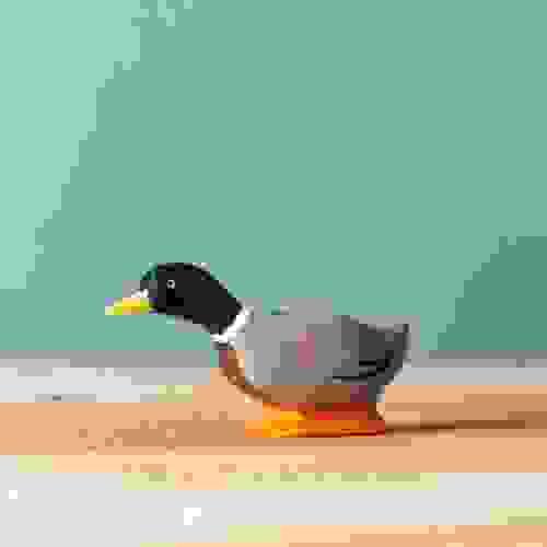 綠頭鴨先生 Mallard Duck Curious