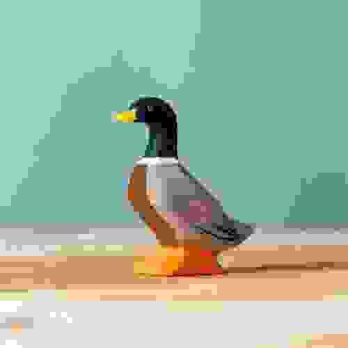 站挺挺的綠頭鴨 Mallard Duck