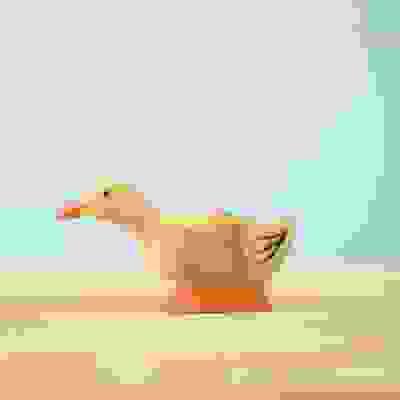 好奇鴨 Curious Domestic Duck  
