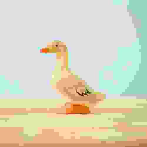 家鴨 Domestic Duck