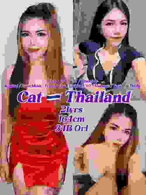 Cat-泰国