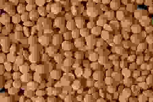 Lentils of Feneos 