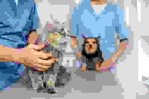 Consultas Personalizadas