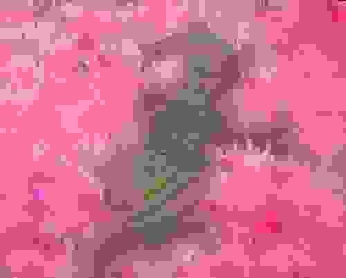 躺在花田裡