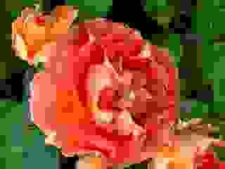 Dew-Kissed Beauty – Nagasaki Bloom