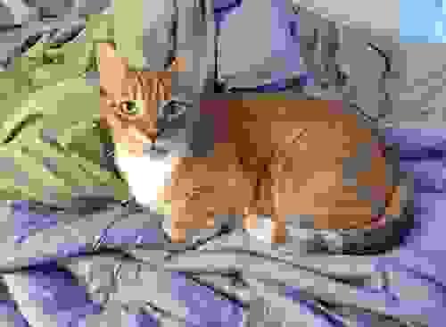 Cozy Ginger Cat on a Lazy Morning