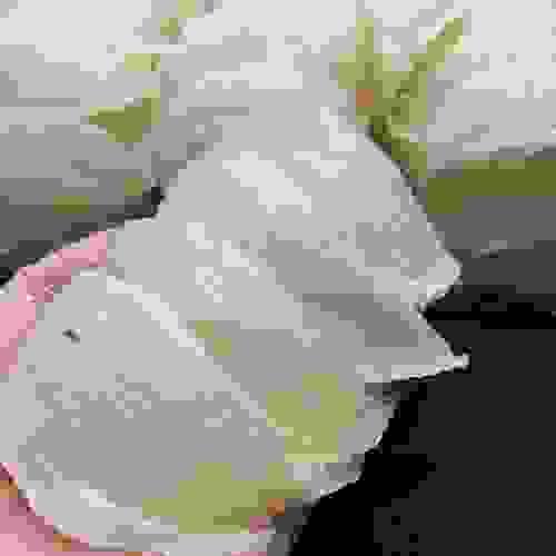 招牌乾燕盞7片特惠裝,古法手工挑毛,乾淨發頭佳,長期保養滋補推薦,/0添加/不漂白/不刷膠/不含防腐劑