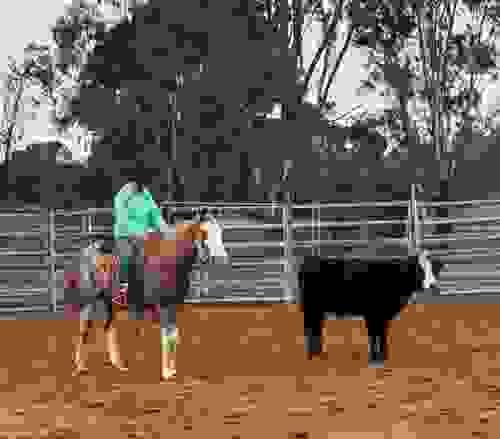 Intro to cows