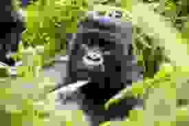 Gorilla Encounter Express