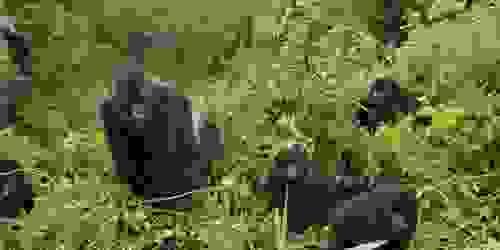 Bwindi Gorilla Trekking Experience