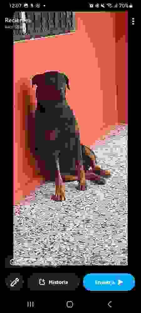 Bello Rottweiler