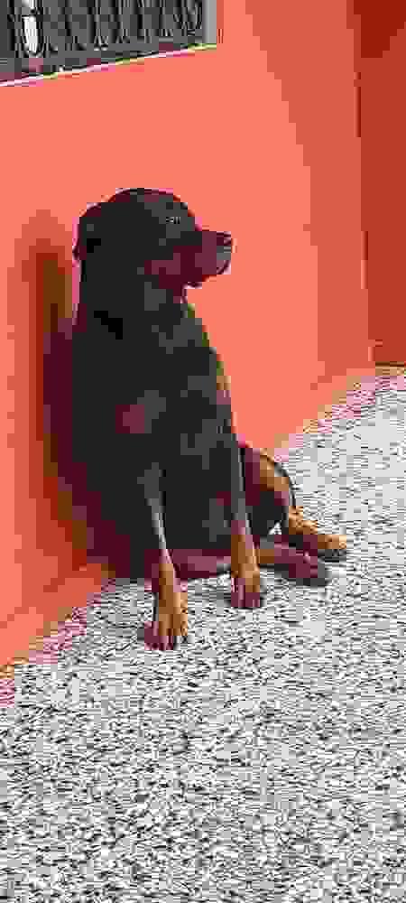 Bello Rottweiler