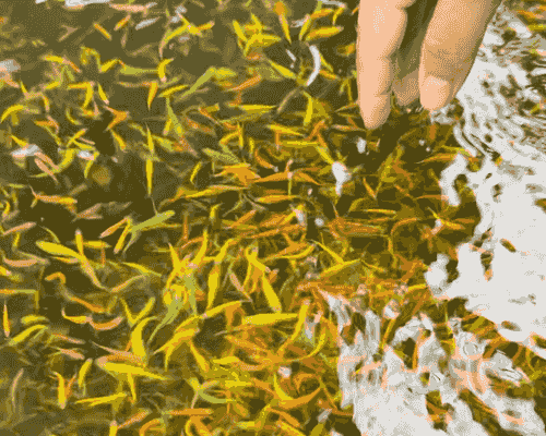 螢光仙子-(隨機顏色)(成魚)