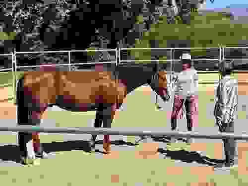 Natural Horsemanship & Groundwork