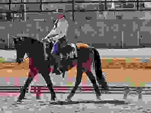 Biomechanics & Centered Riding