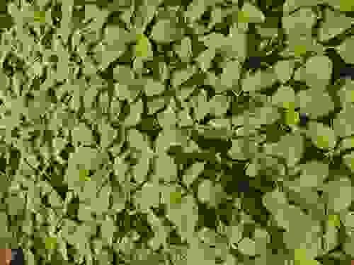 Amaranthus