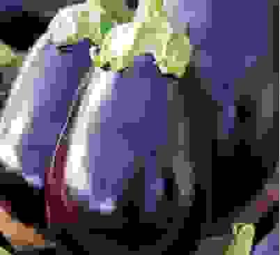 Eggplant