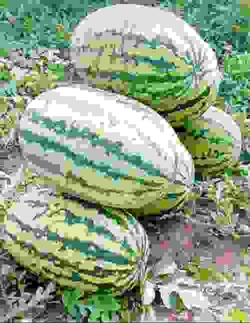 Watermelon
