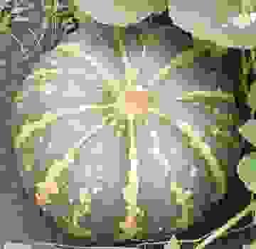 Pumpkin