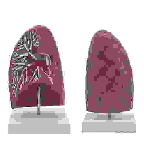 Healthy Lung Model Human Anatomic Medical Model Anatomical Teaching Tool Learning Display Aid