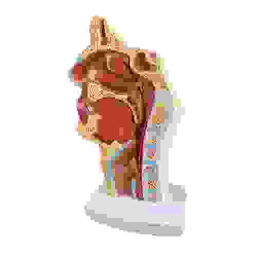 Normal Nasopharynx and Larynx Model Human Anatomic Medical Anatomical Teaching Learning Display Aid