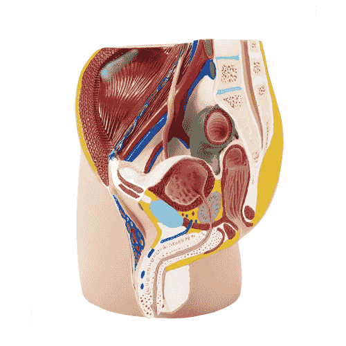 Male Pelvic Cavity Model Human Anatomic Medical Model Anatomical Teaching Tool Learning Display Aid