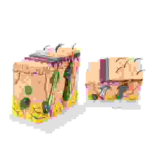 Pathology 50X Skin Model Model Human Anatomic Medical Anatomical Teaching Learning Display Aid