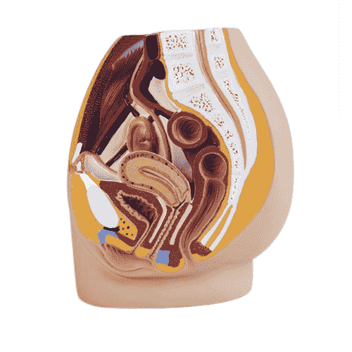 Female Pelvic Cavity Model Human Anatomic Medical Anatomical Teaching Tool Learning Display Aid