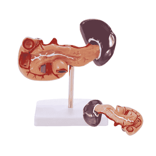  Normal Spleen Pancreas Model Human Anatomic Medical Model Anatomical Teaching Learning Display Aid