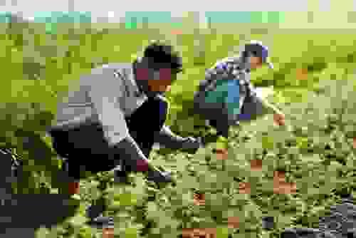 Sustainable Farming Techniques