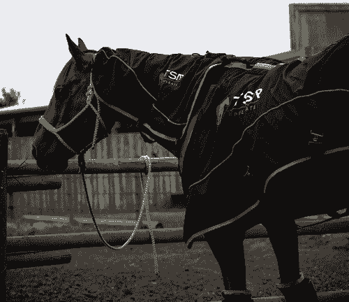 Blanket & Neck/Poll Piece Combo