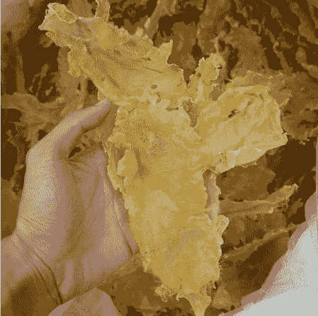 上等鳕鱼花胶鱼胶 Cod Fish Maw Norway