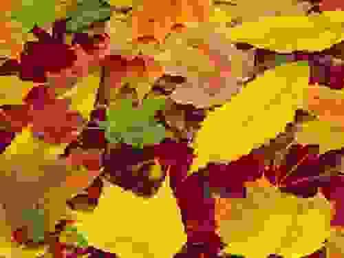Autumn Alignment Coaching Session