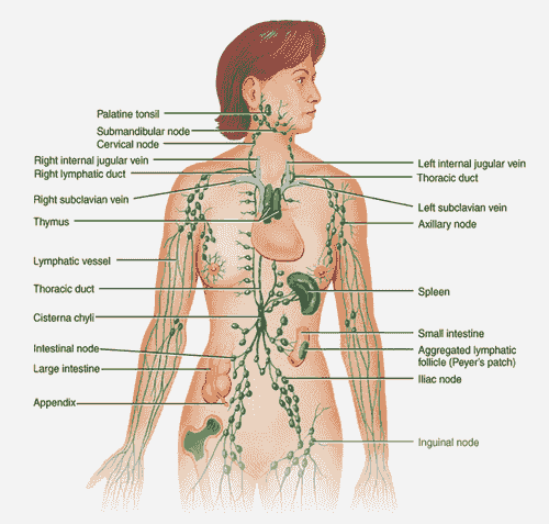 Lymphatic Drainage (Mobile service, Please text to 323-416-9092 to make appointment)