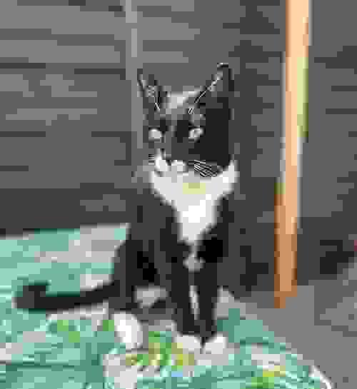 NEW Cat Minces 80:10:10