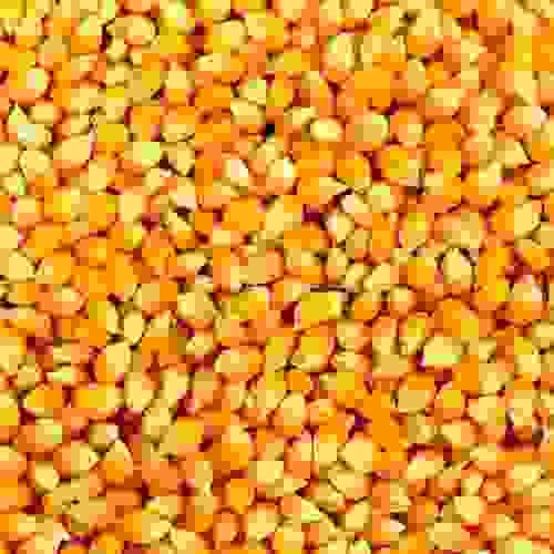 Maize(Abontem)