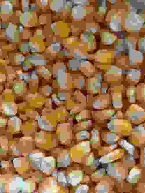Maize(Bihilifa)
