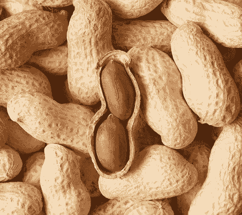 Groundnut Seeds(Sari Nut 2)