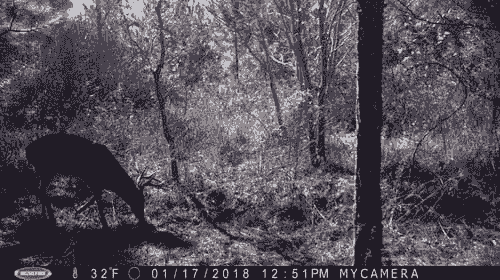 DynaDIRT SHIPPED FREE