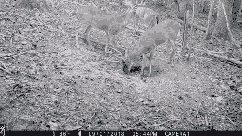 3 Pak Wild Cherry DynaLIK FREE SHIPPING