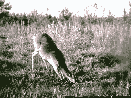 DynaLIK SWEETENED PEANUT BUTTER Flavor FREE SHIPPING