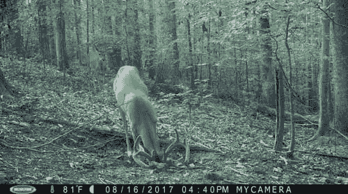 WIld Cherry DynaLIK SHIPPED FREE