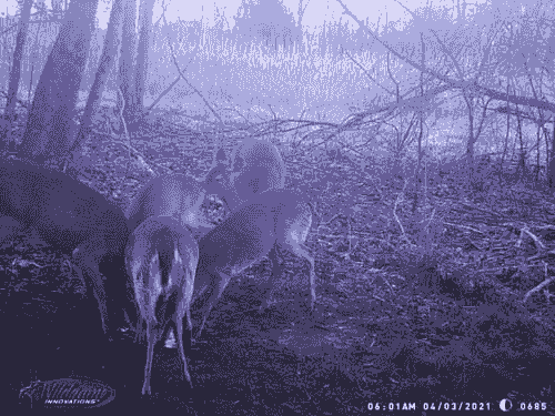 DynaLIK 3 Pak SWEETENED PEANUT BUTTER FREE SHIPPING