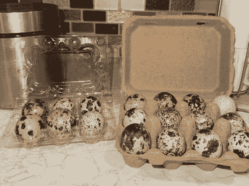 Fresh Quail Eggs