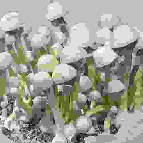 APE-Revert البينو ريفرت