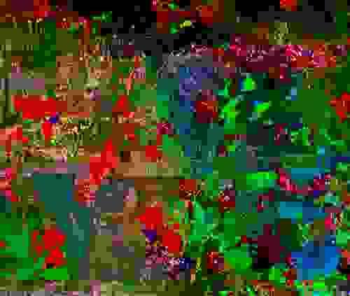 Rose Garden