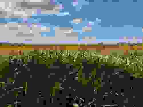 18/7/26 10am Forest Bathing - Fruits of Nature