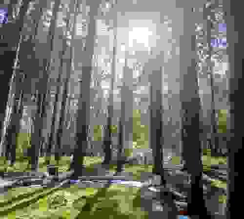 23/5/26 10am Nature Connection - Forest Bathing Experience