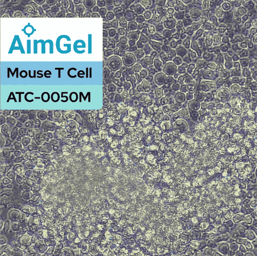 AimGel - 小鼠 T 细胞激活类胞微球 CD3/CD28